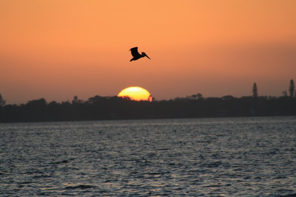 Pelican