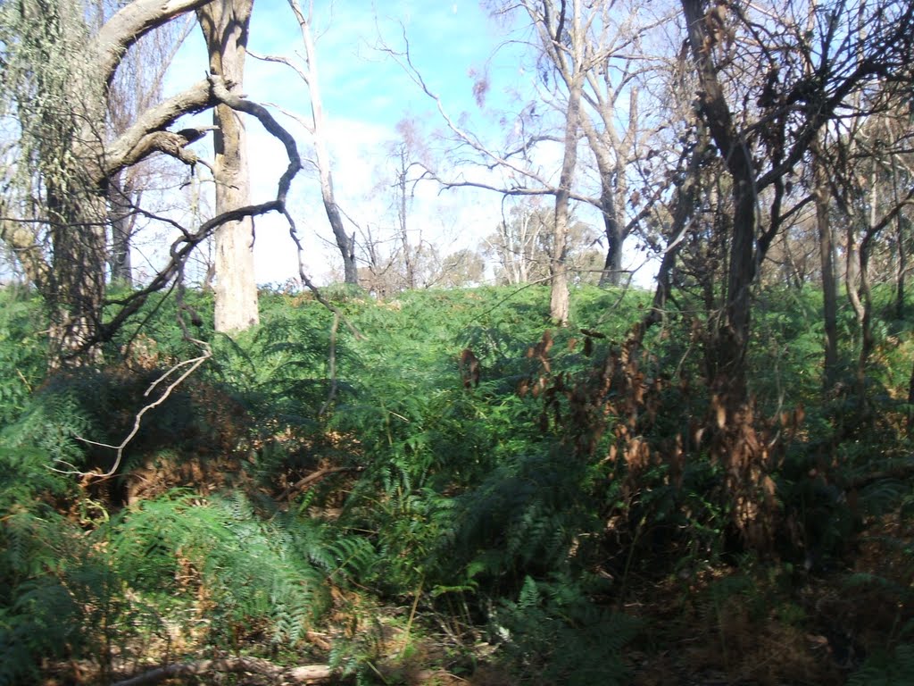 Melbourne Botanical Gardens
