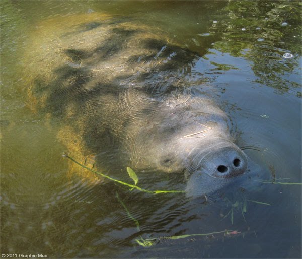 Manatee Eating Grass