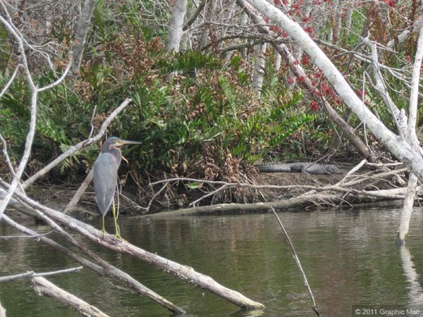 Heron and Alligator
