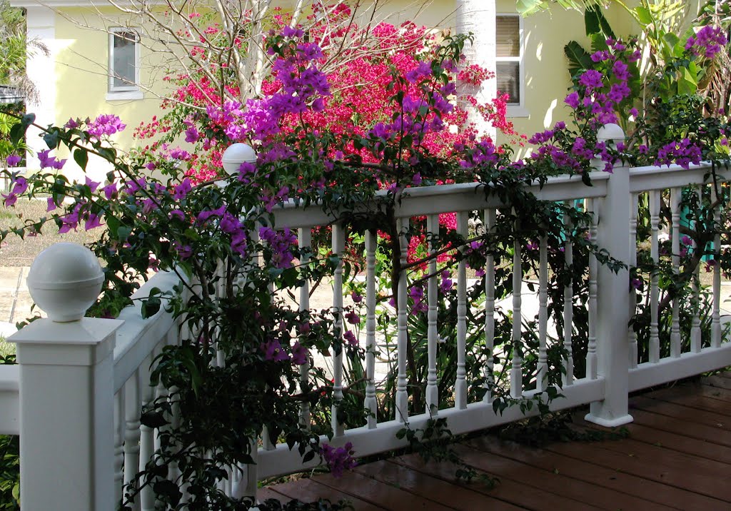 Bougainvillea in bloom at Crane Creek Inn