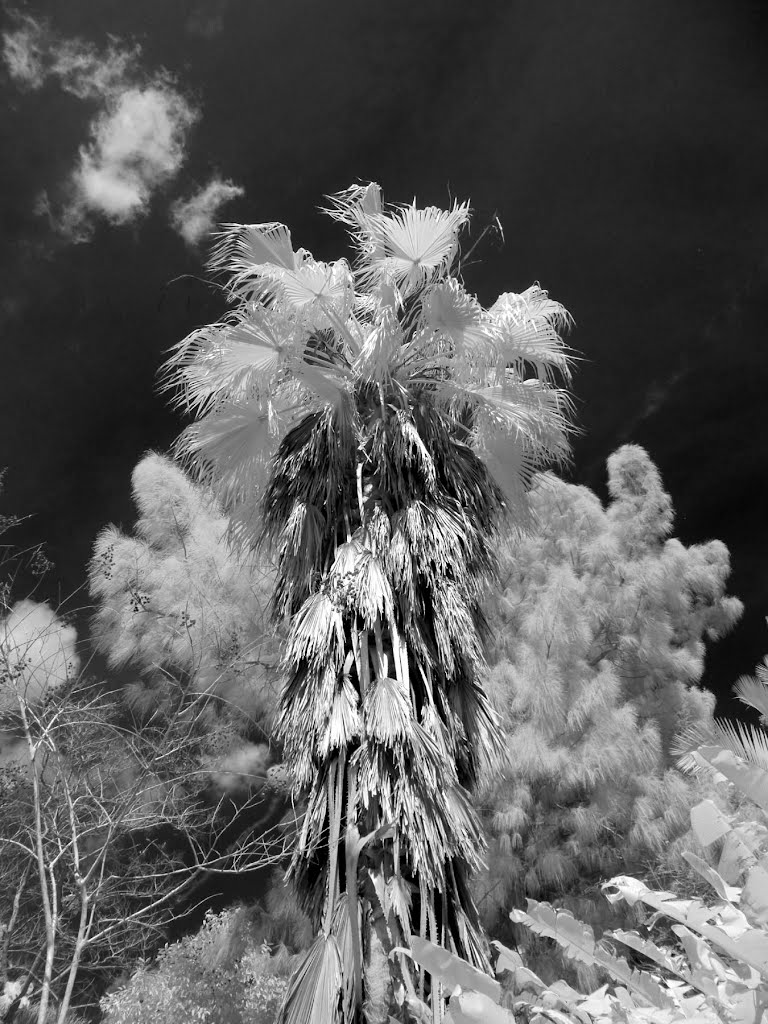 Washingtonian palm over longleaf pine