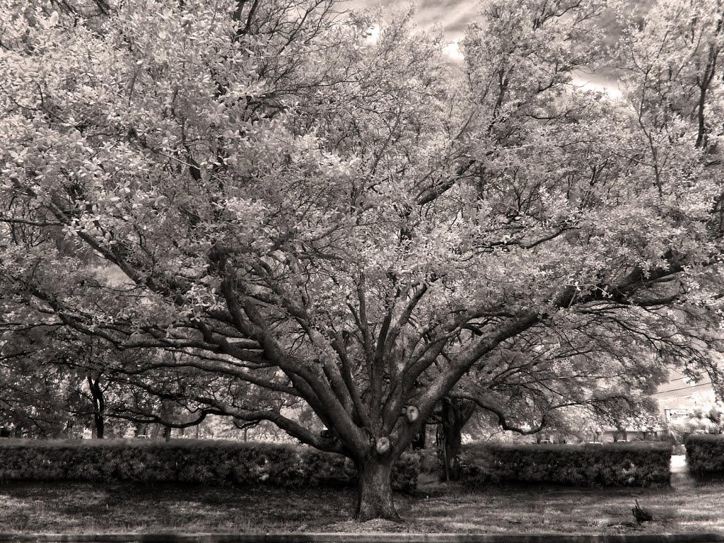 Oak Tree at the Apollo