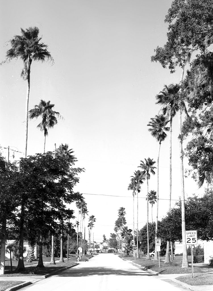 Local landmark-palm lined McQuaid Street