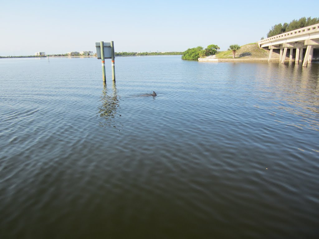 Porpoise in Sikes Creek