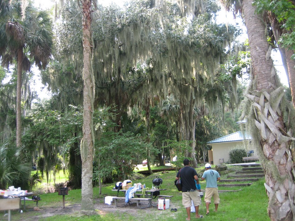 Oak trees