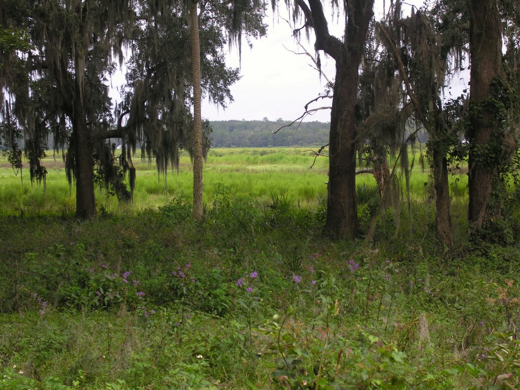 Tuscawilla Lake Prairie