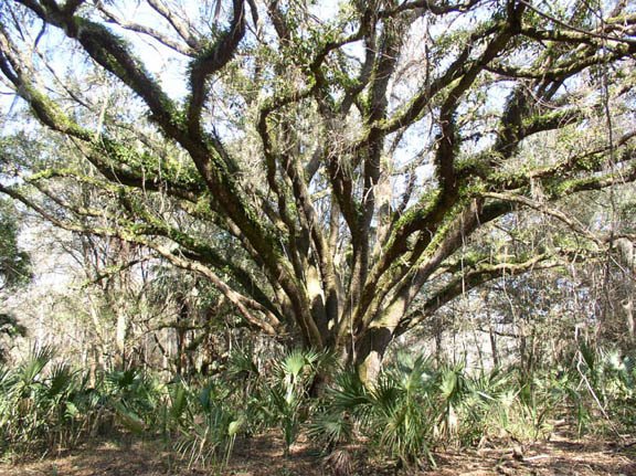 Live_Oak_at_Lake_Wauberg_State_Park_2-19-03