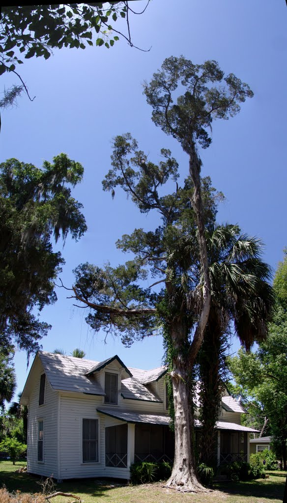 very old cedar tree in front of very old house, Micanopy (4-30-2011)