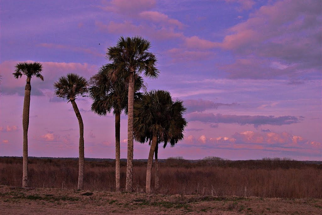 Palms on Prairie