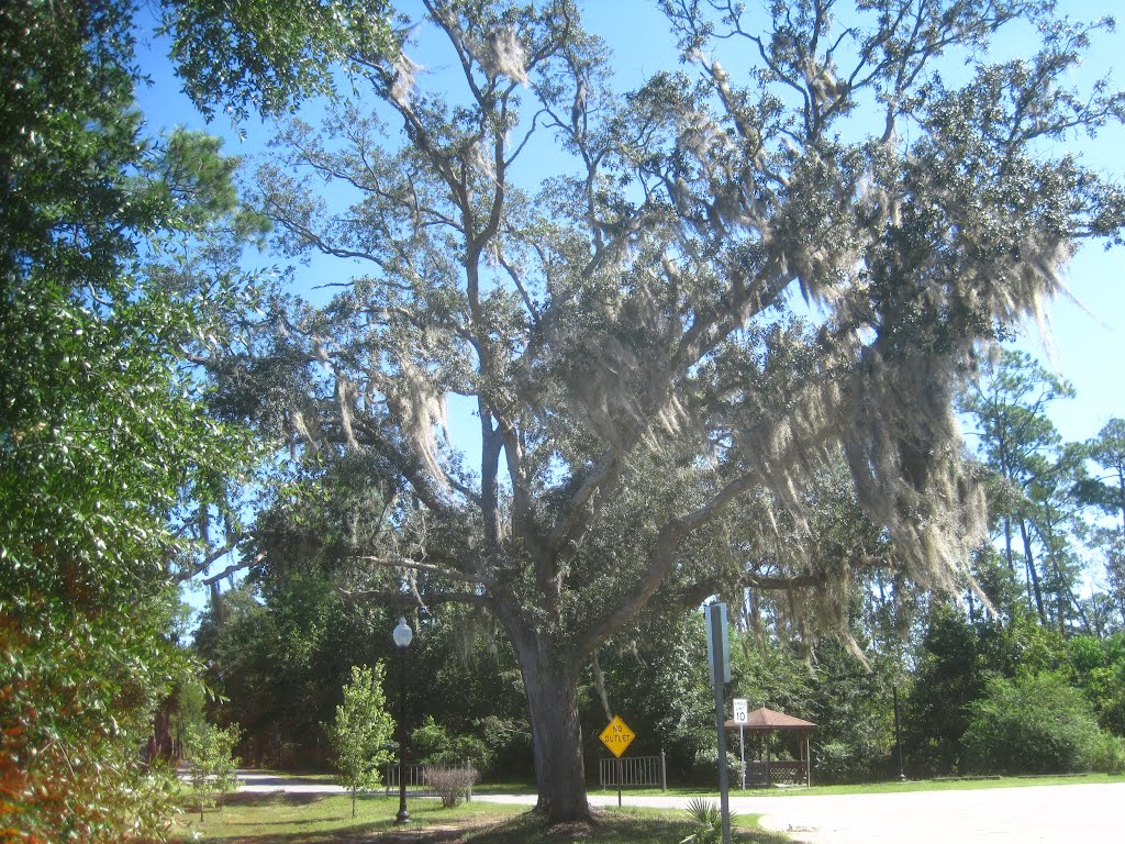 oak tree with spanish moss