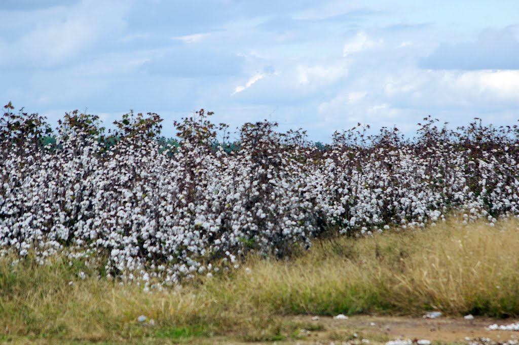 2010, cotton field
