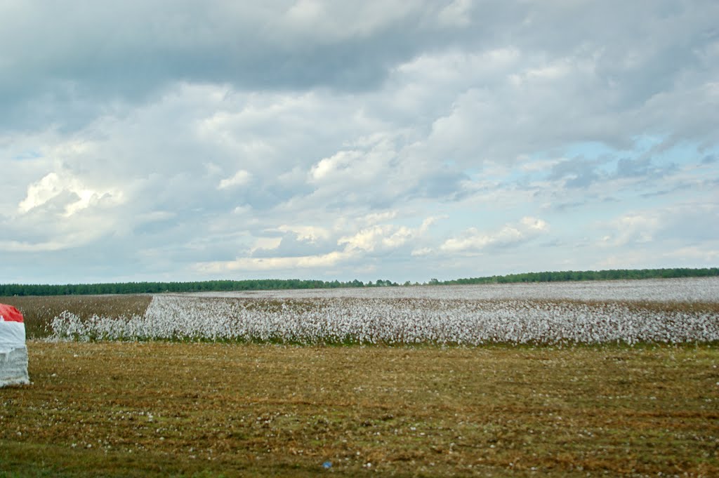 2010, cotton field