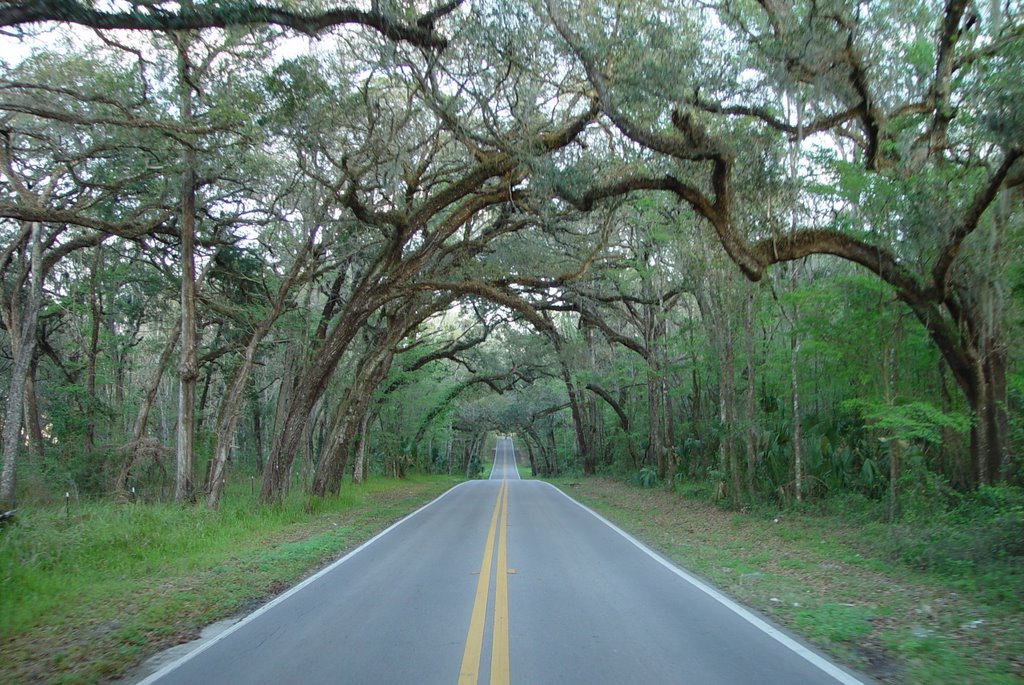 old Fort Dade road, between Old Spring Hill & Brooksville (3-2-2008)