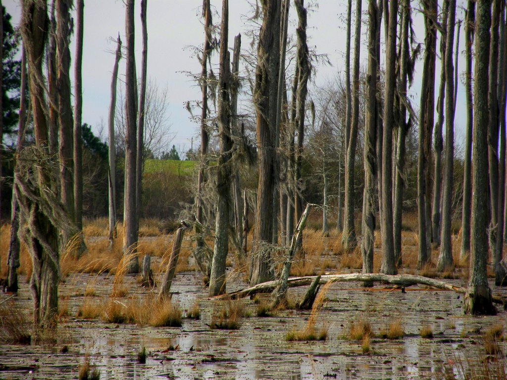 Swamp- Hartford, AL