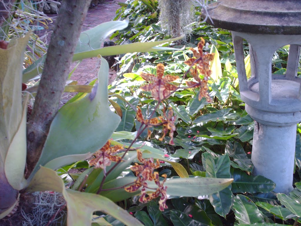 orquideas