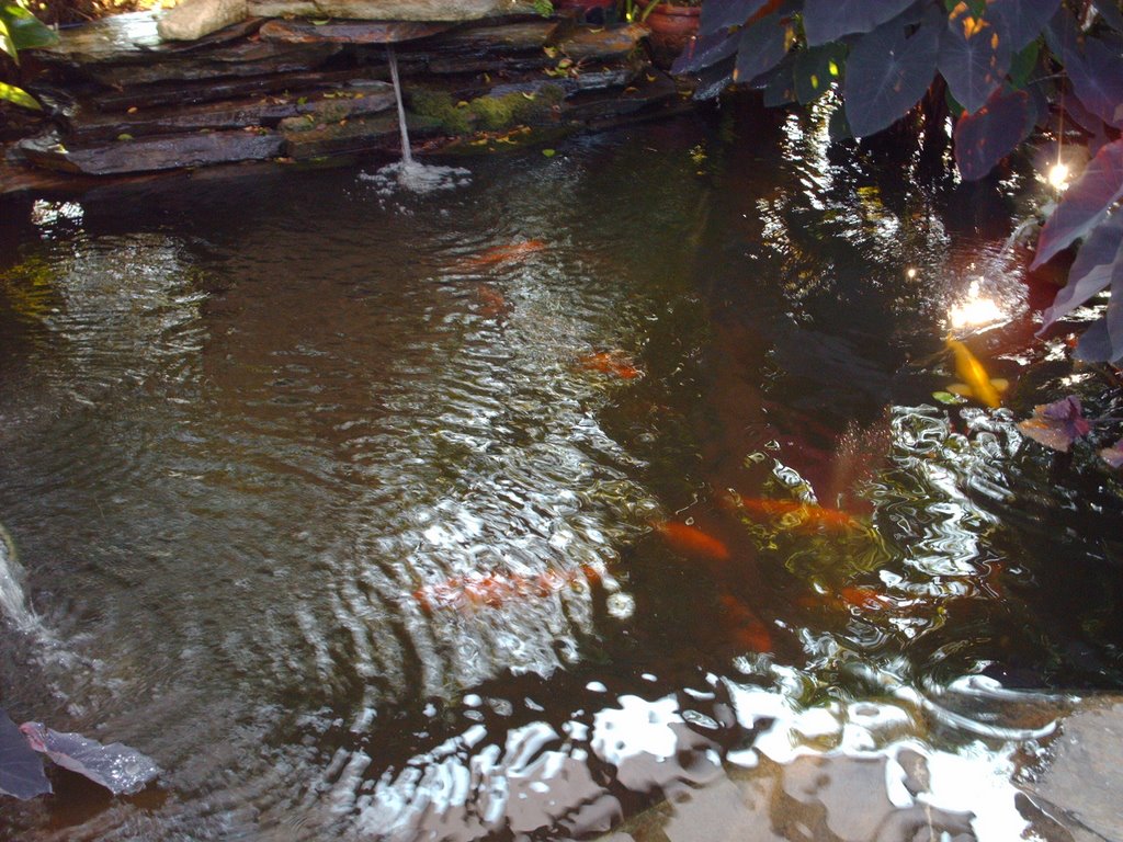 koi de la charca coconiche