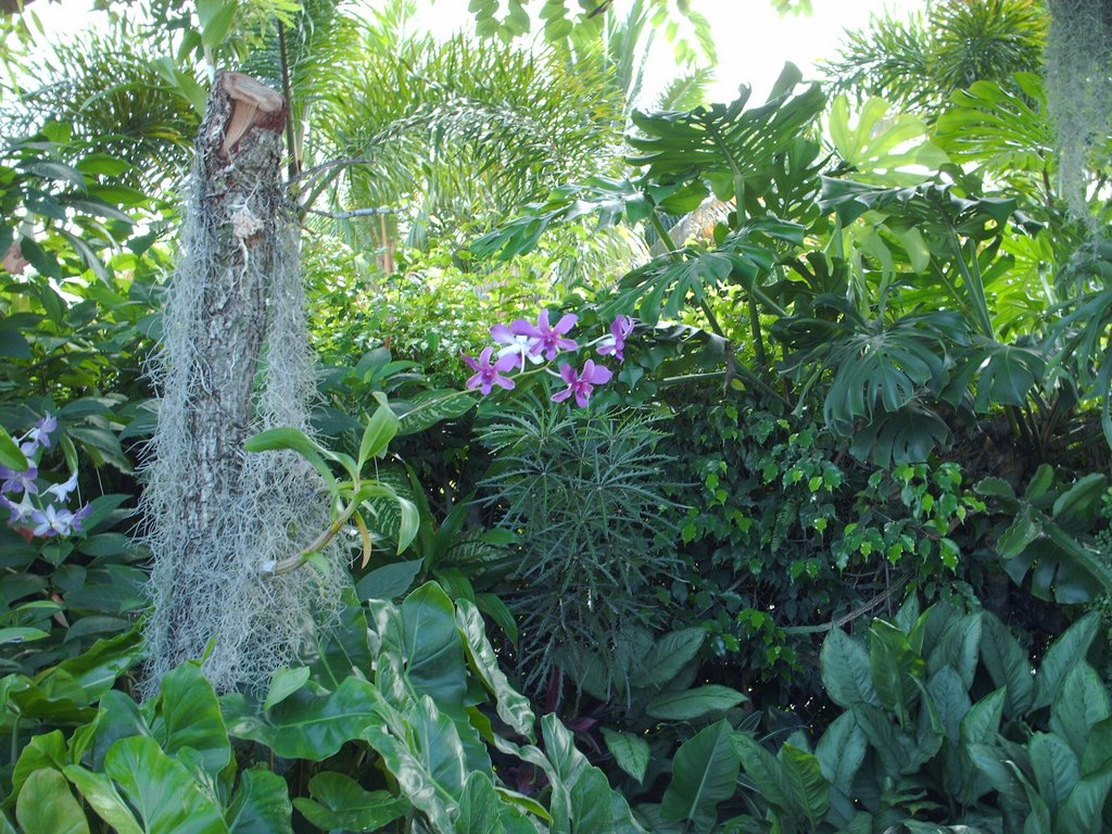 orquideas