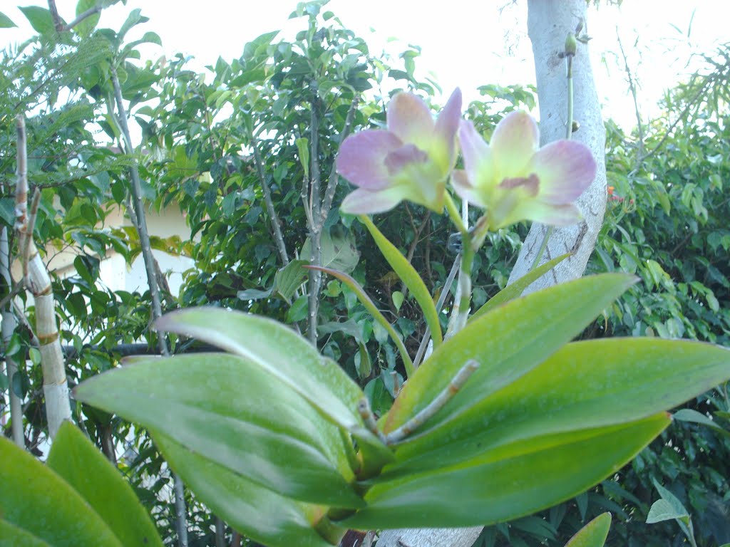 orquideas