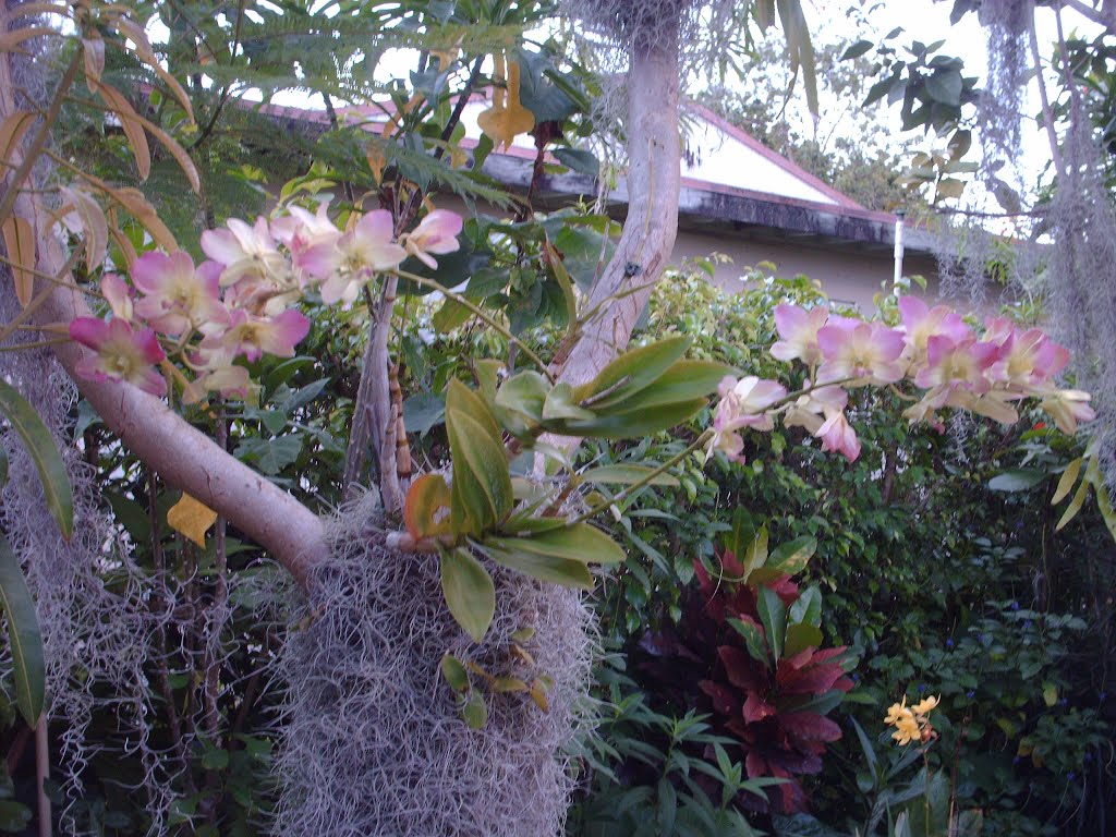 orquideas