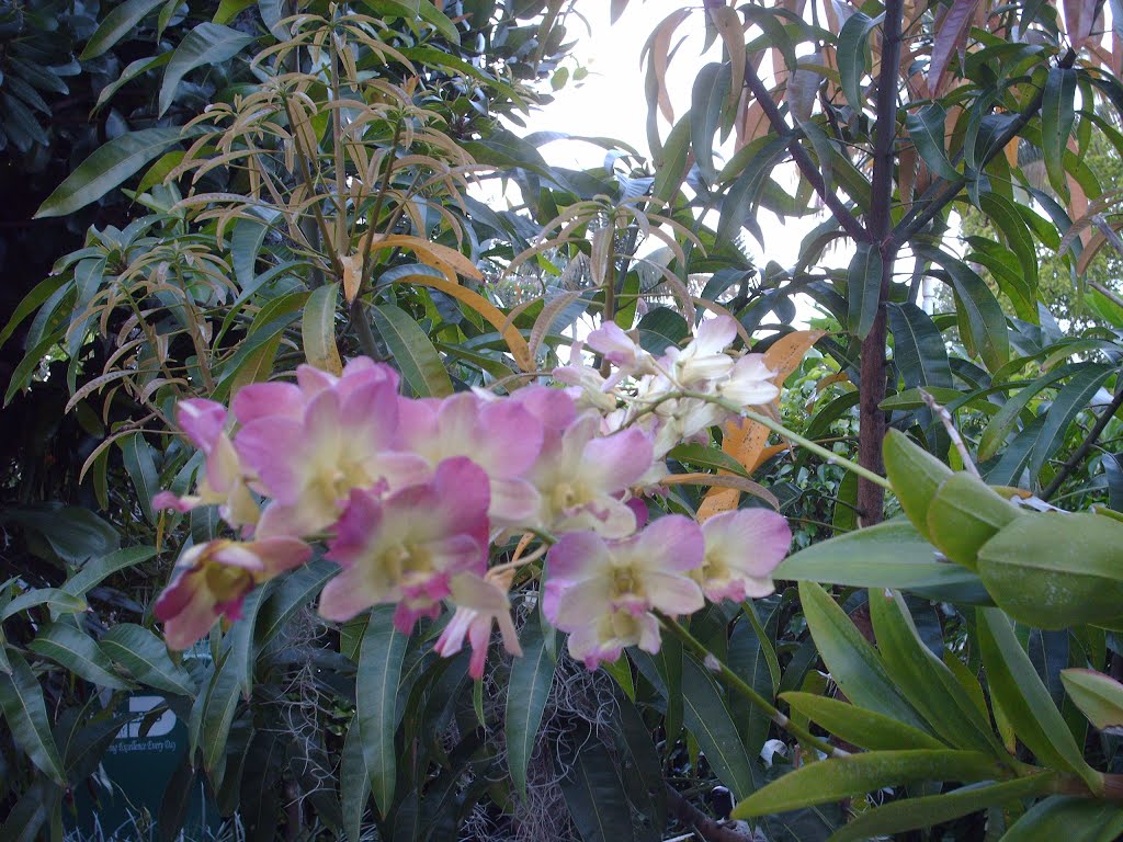 orquideas