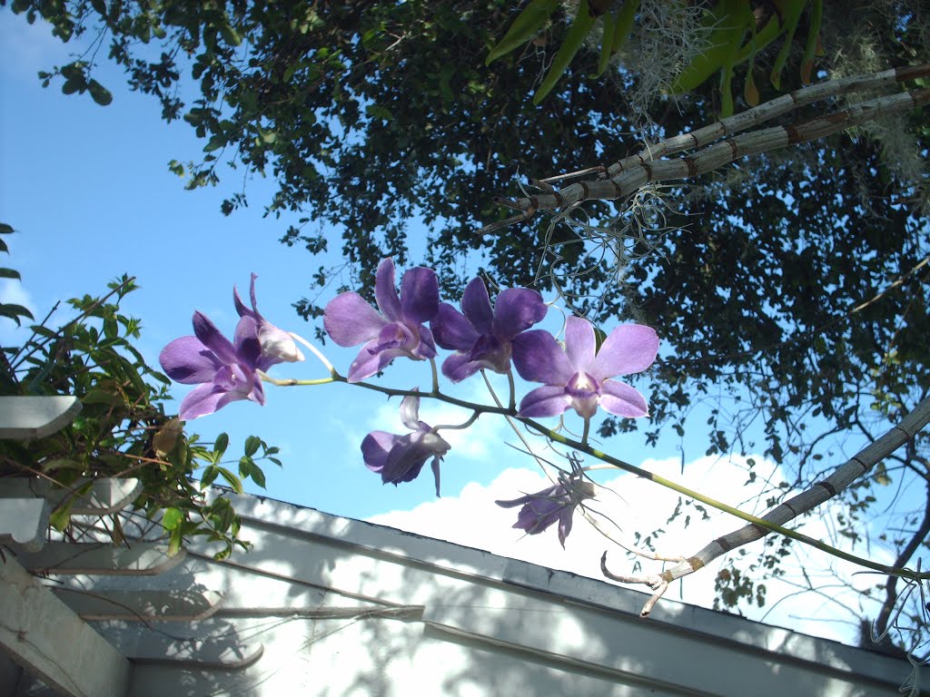 orquideas