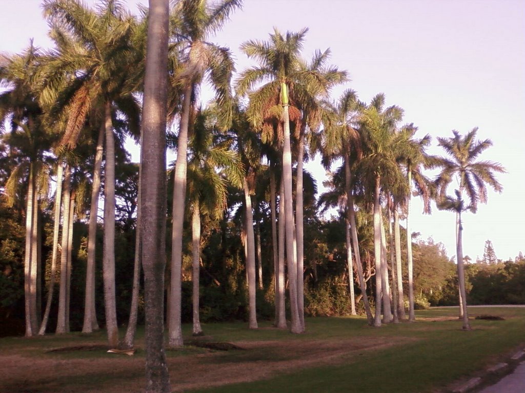 Greynolds Park Palm Road