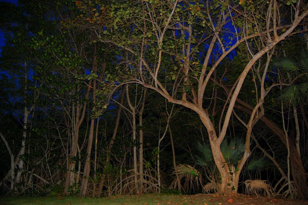 Trees at night