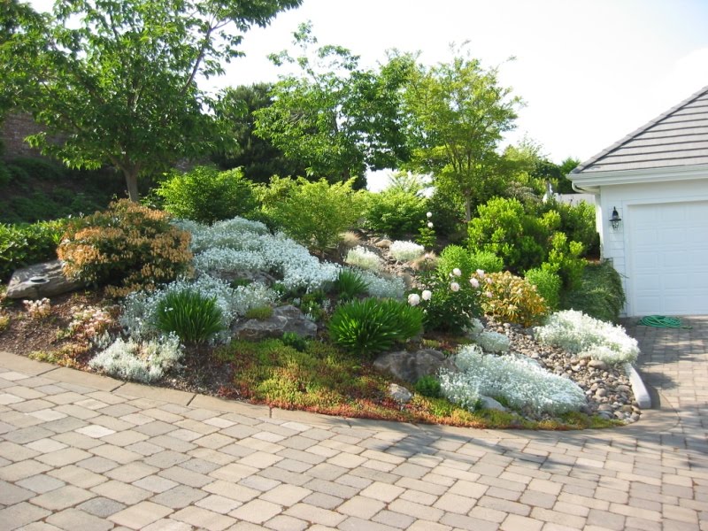 Currie Tree and Landscape