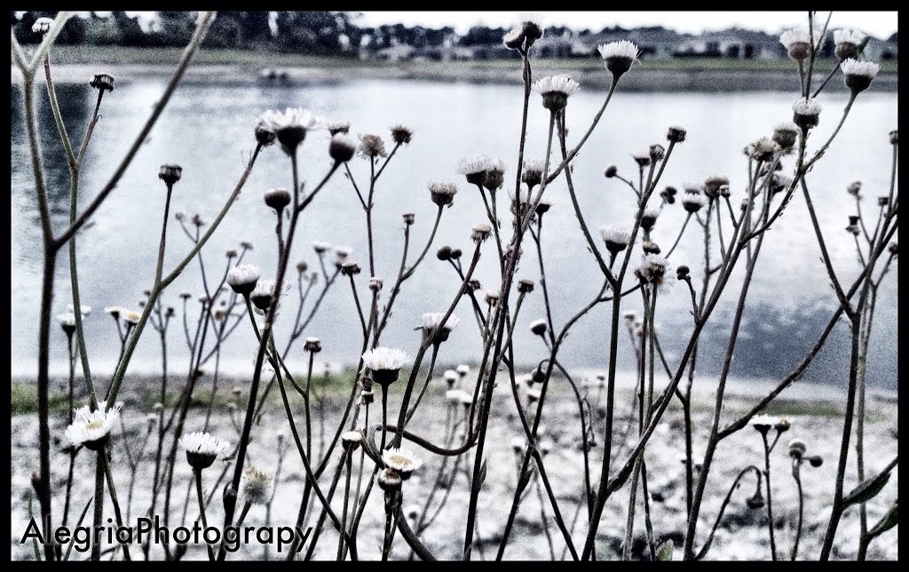 Lake side plantation, North Port Florida