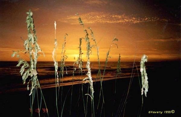 Sea Oats Sunset