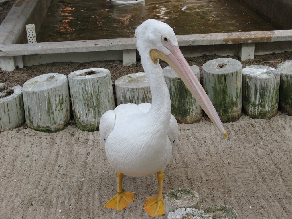 Pelican