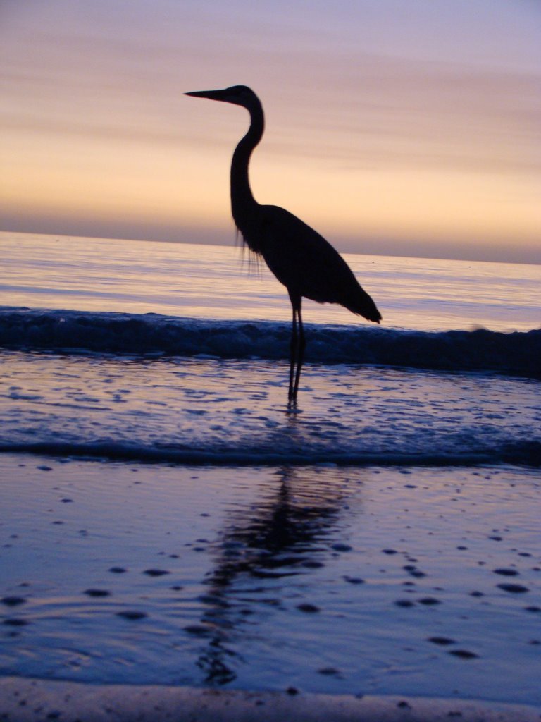 Great Blue Heron
