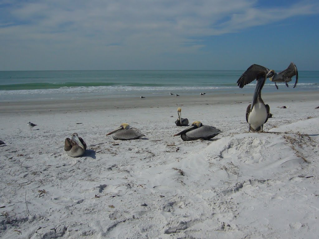 Pelicans at Seabird Sanctuary
