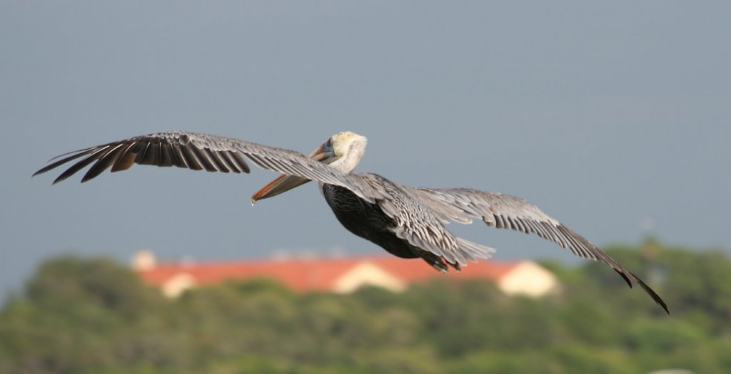Brown Pelican (Pelecanus occidentalis)