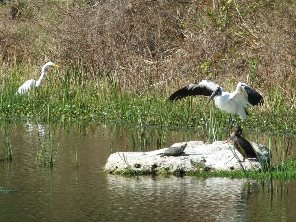 Boca Ciega Parks birds.
