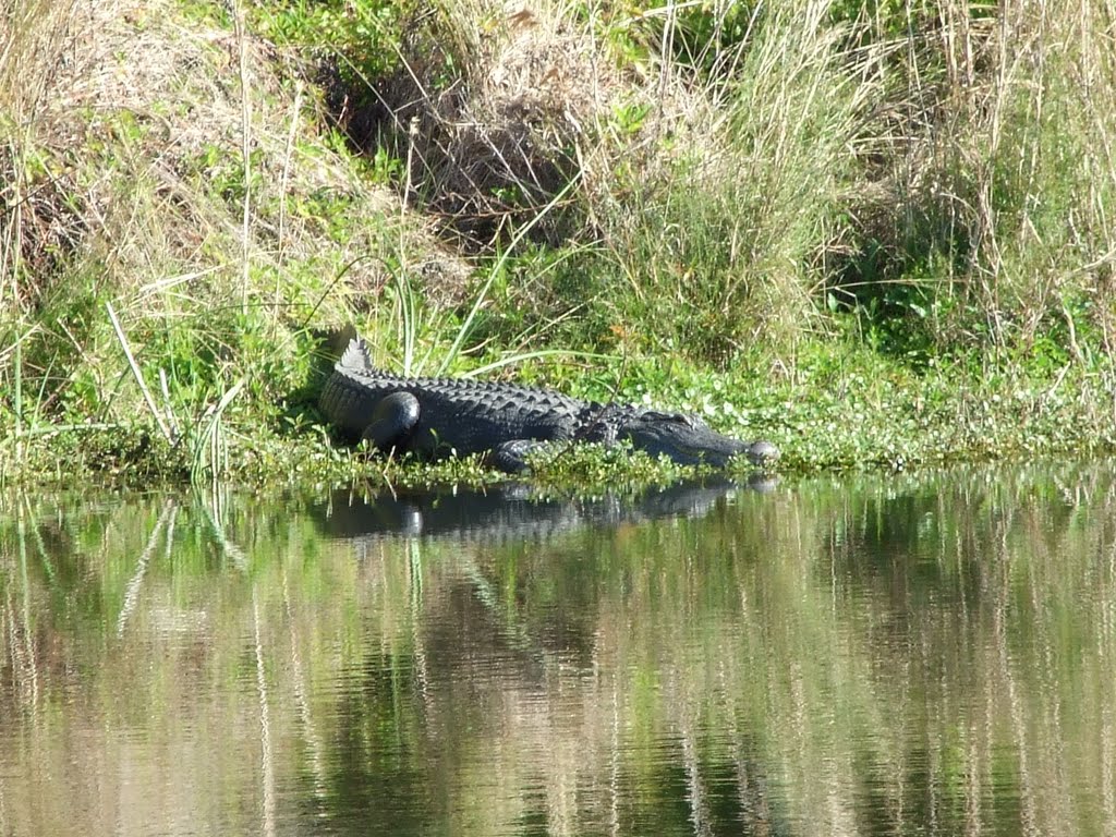 Gator!