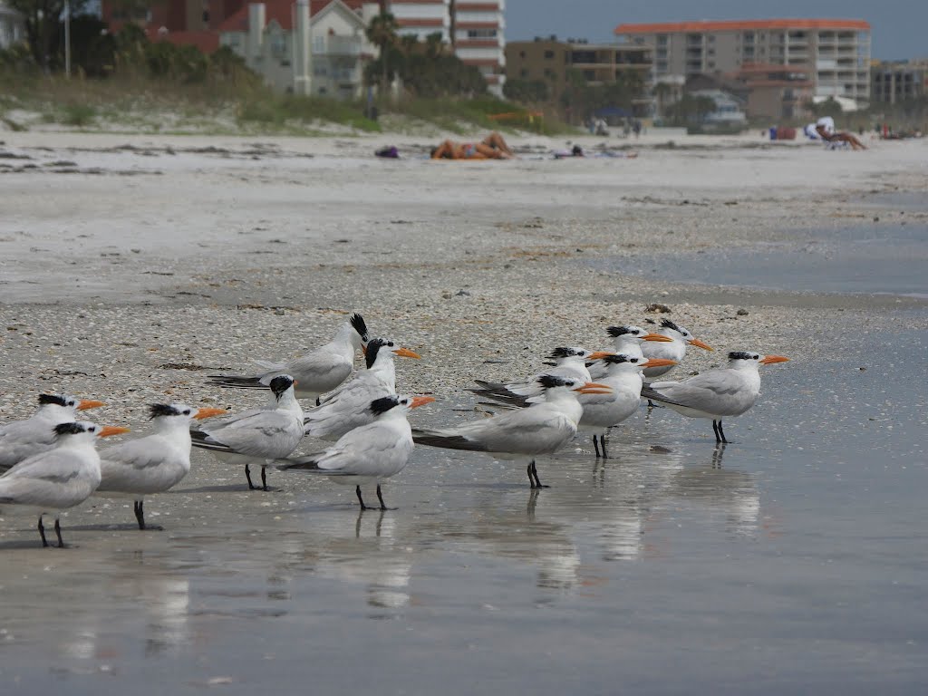Royal terns enjoying the beach at low tide