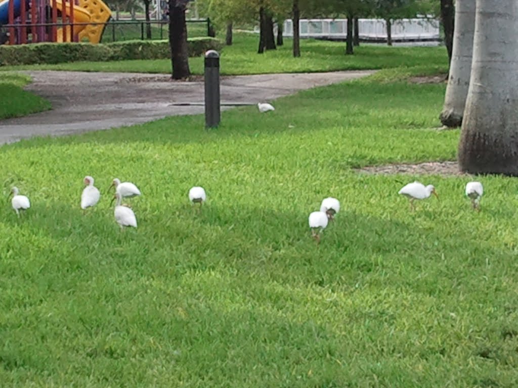White Ibis birds at Royal Palm park