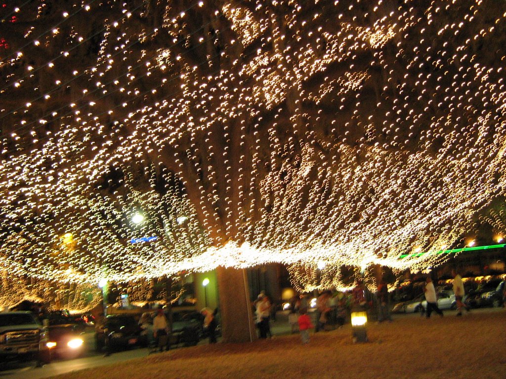 Canopy of Christmas Lights Ocala Florida