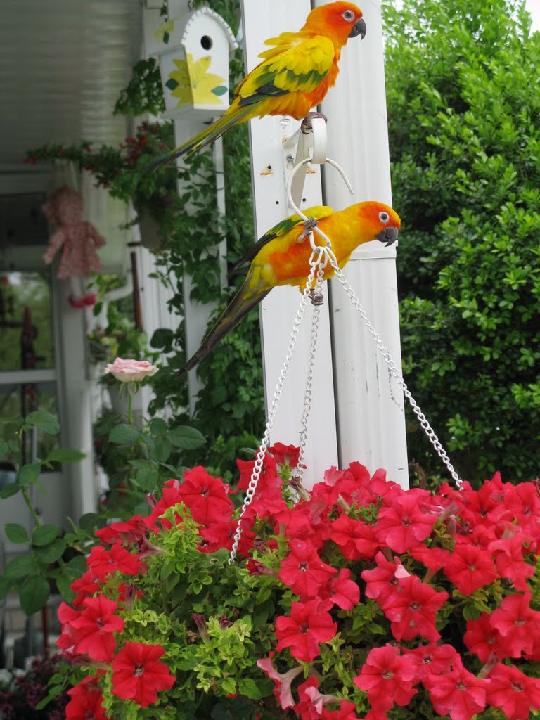 yellow parrots and red flowers