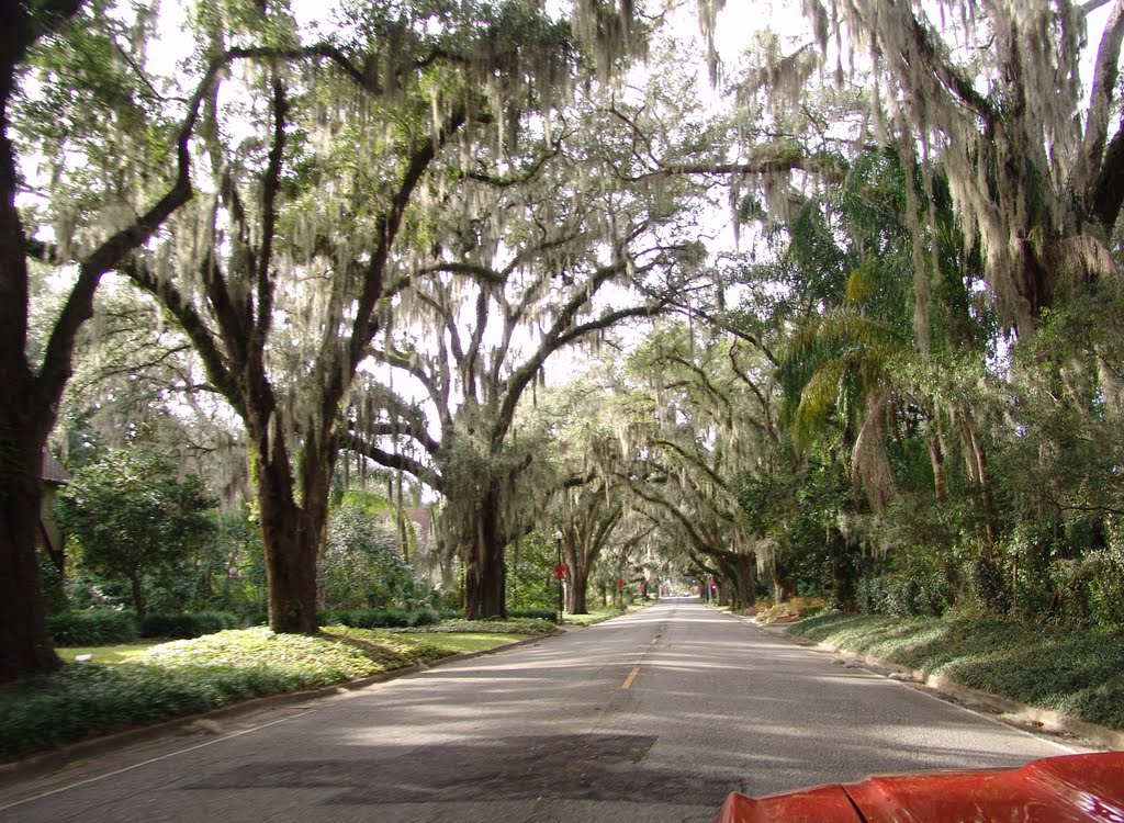 canopy road, 5th St SE, Ocala Fla (1-9-2011)