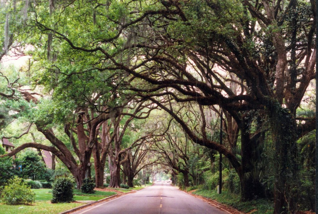 canopy road, se 5th st, Ocala, Florida (1996)