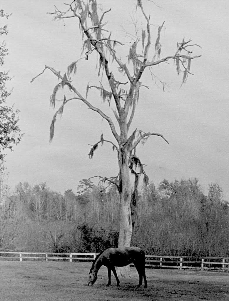 Ocala, FL Horse Farm (1984) My music: f3music.com