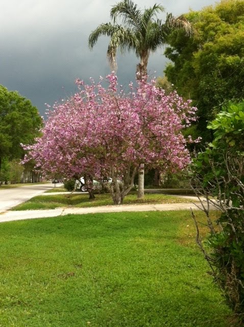 When lilacs last in the dooryard bloomd ... -W.Whitman