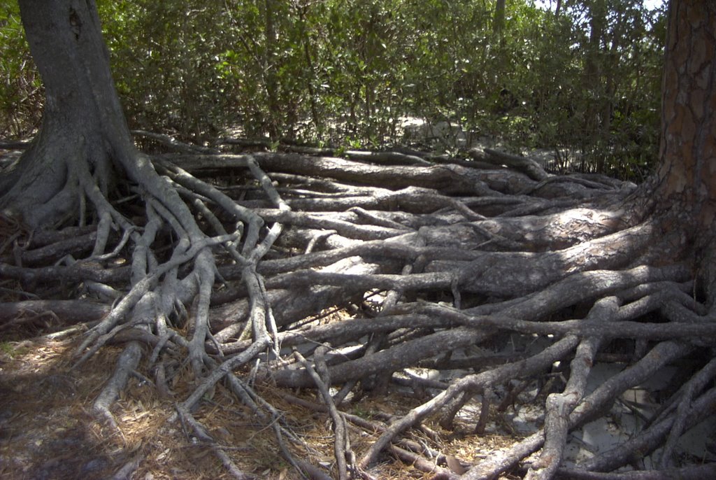 Roots