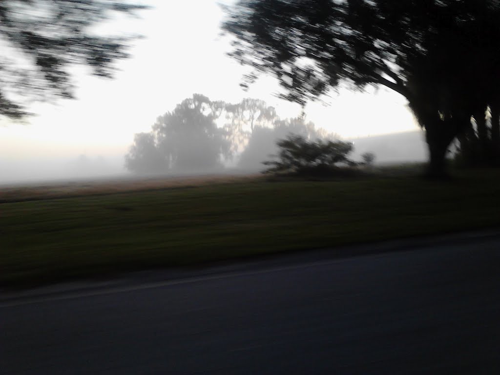 Foggy morning