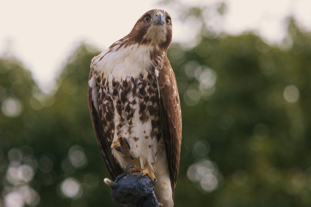 Red-tailed Hawk, Orlando - Florida