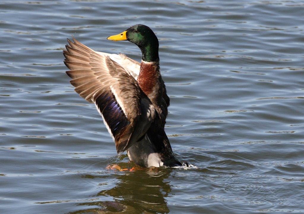Mallard Duck - Lake Weldona - Orlando - Florida