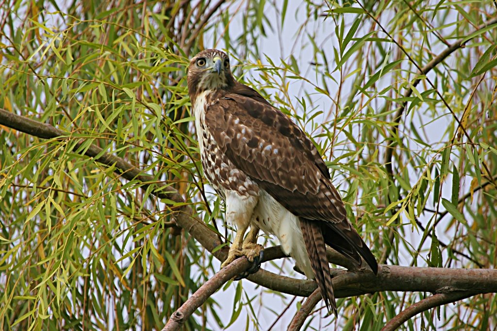 Red-tailed Hawk - Orlando, Florida